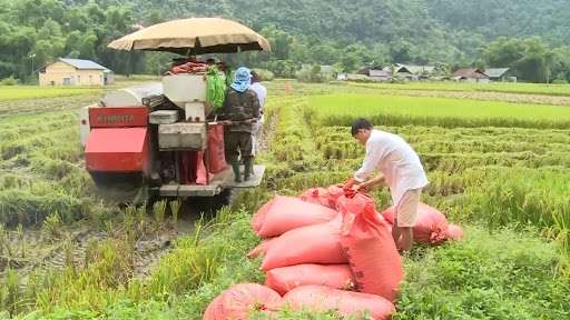 Giá gạo hôm nay 13/5: Giá gạo tăng trở lại