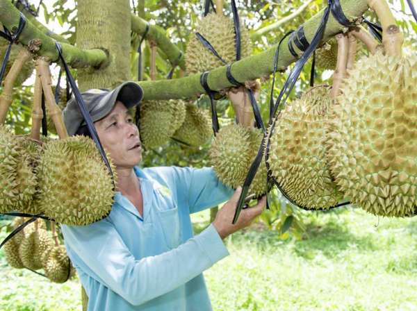 Giá nông sản hôm nay 13/5: