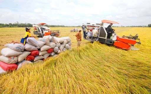 Tuần xuất khẩu 6/5 - 12/5: Xuất khẩu gạo tiếp tục tăng trưởng;  Vải thiều Thanh Hà được đưa sang Úc bằng máy bay